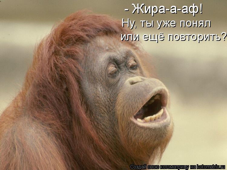 Котоматрица: - Жира-а-аф! или ещё повторить? Ну, ты уже понял