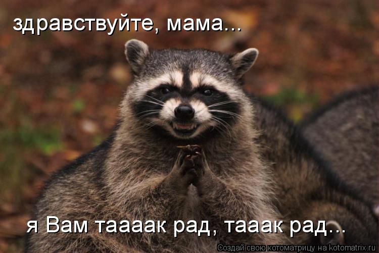 Котоматрица: здравствуйте, мама... я Вам таааак рад, тааак рад...