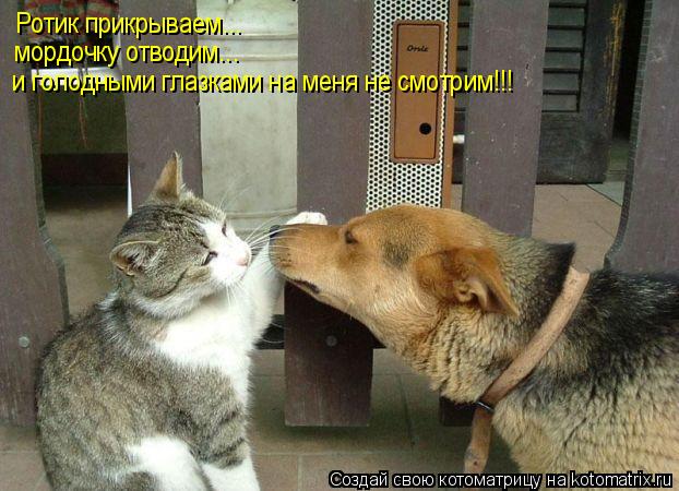 Котоматрица: Ротик прикрываем... мордочку отводим... и голодными глазками на меня не смотрим!!!