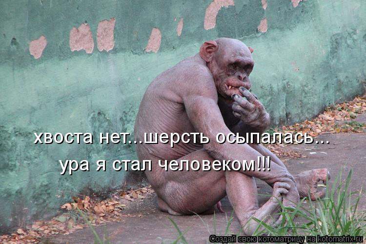 Котоматрица: хвоста нет...шерсть осыпалась... ура я стал человеком!!!