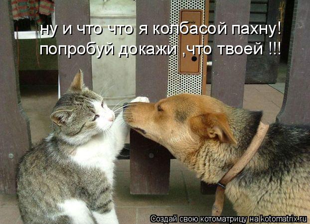 Котоматрица: ну и что что я колбасой пахну! попробуй докажи ,что твоей !!!