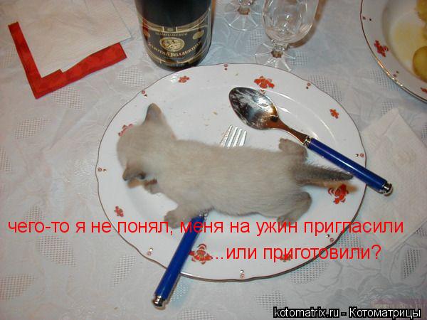 Котоматрица: чего-то я не понял, меня на ужин пригласили ...или приготовили?