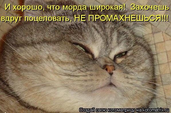 И хорошо, что морда широкая! Захочешь вдруг поцеловать, НЕ ПРОМАХНЕШЬСЯ!!!... Котоматрица: И хорошо, что морда широкая! Захочешь вдруг поцеловать, НЕ ПРОМАХНЕШЬСЯ!!!