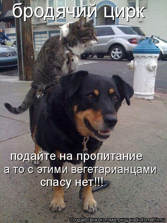 Котоматрица: бродячий цирк подайте на пропитание а то с этими вегетарианцами спасу нет!!!