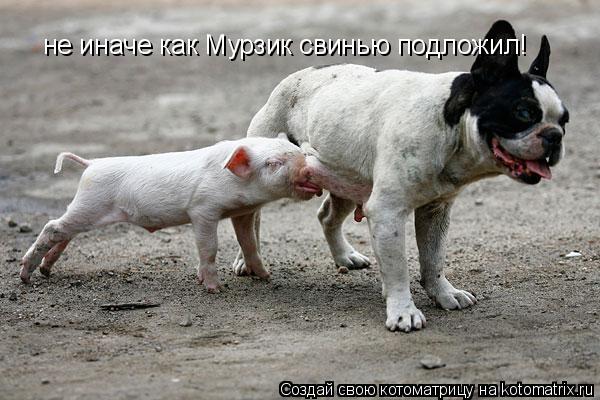 Котоматрица: не иначе как Мурзик свинью подложил!