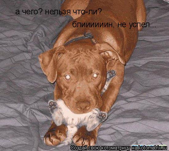 Котоматрица: а чего? нельзя что-ли? блиииииин, не успел...