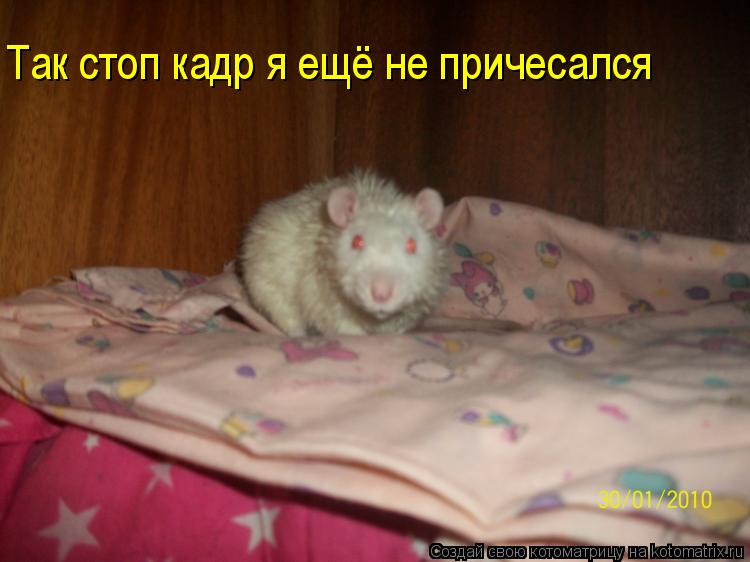 Котоматрица: Так стоп кадр я ещё не причесался