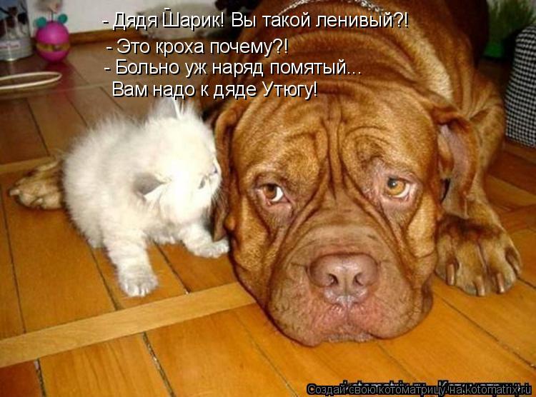 Котоматрица: - Это кроха почему?! - Больно уж наряд помятый... -  - Дядя Шарик! Вы такой ленивый?! Вам надо к дяде Утюгу!