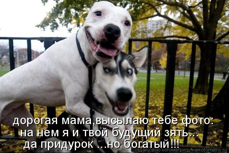 Котоматрица: дорогая мама,высылаю тебе фото: на нем я и твой будущий зять... да придурок ...но богатый!!!