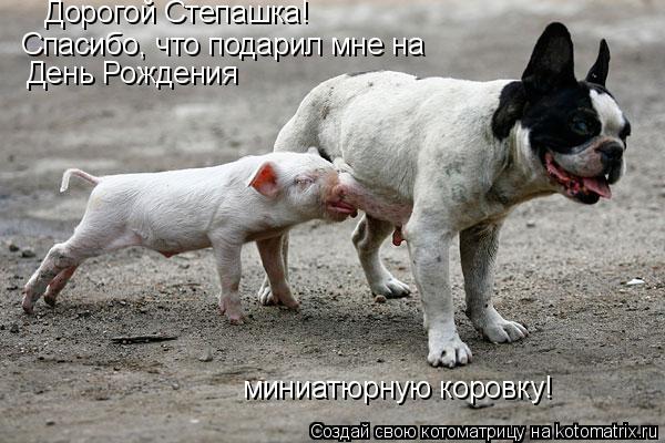 Дорогой Степашка! Спасибо, что подарил мне на День Рождения миниатюрную коровку!... Котоматрица: Дорогой Степашка! Спасибо, что подарил мне на День Рождения миниатюрную коровку!