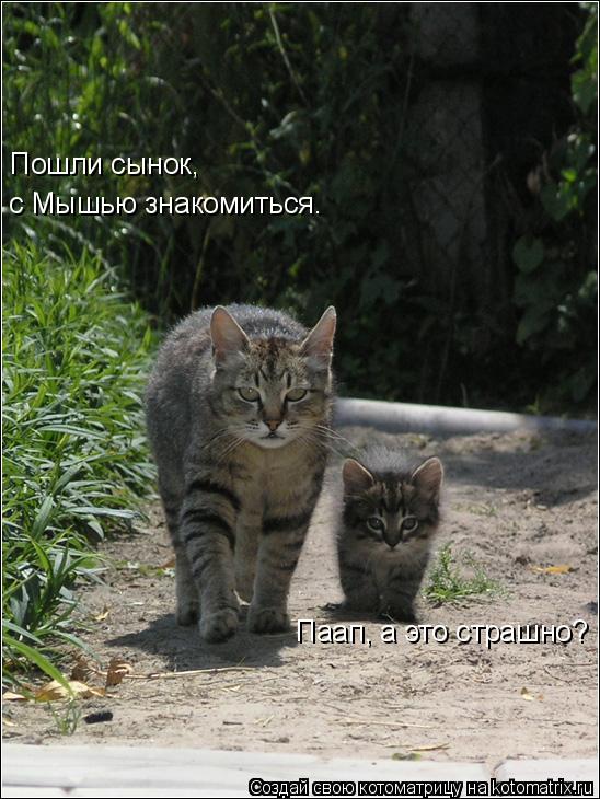 Котоматрица: Пошли сынок,  с Мышью знакомиться. Паап, а это страшно?