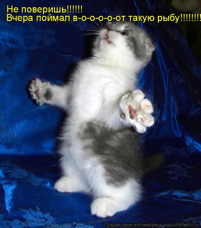 Не поверишь!!!!!! Вчера поймал в-о-о-о-о-от такую рыбу!!!!!!!!!... Котоматрица: Не поверишь!!!!!! Вчера поймал в-о-о-о-о-от такую рыбу!!!!!!!!!