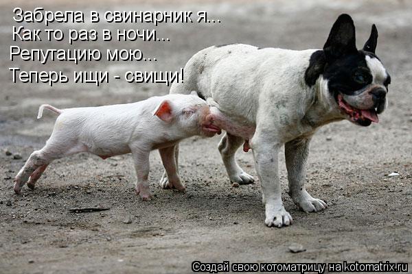 Забрела в свинарник я... Как то раз в ночи... Репутацию мою... Теперь ищи - свищи!... Котоматрица: Забрела в свинарник я... Как то раз в ночи... Репутацию мою... Теперь ищи - свищи!