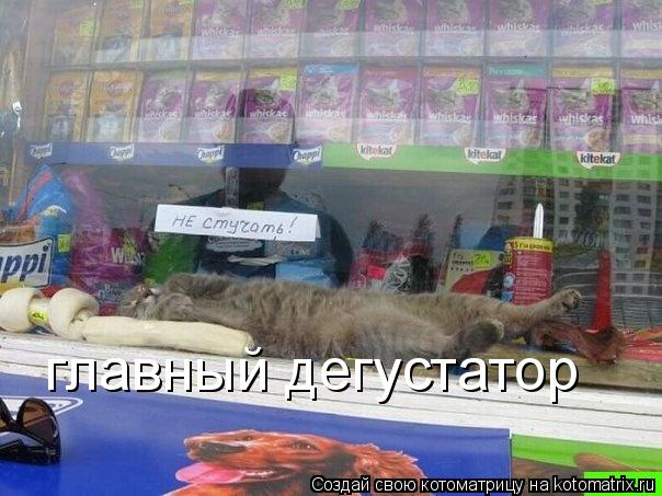 главный дегустатор... Котоматрица: главный дегустатор