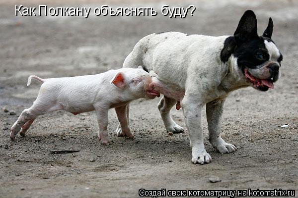 Как Полкану объяснять буду?... Котоматрица: Как Полкану объяснять буду?