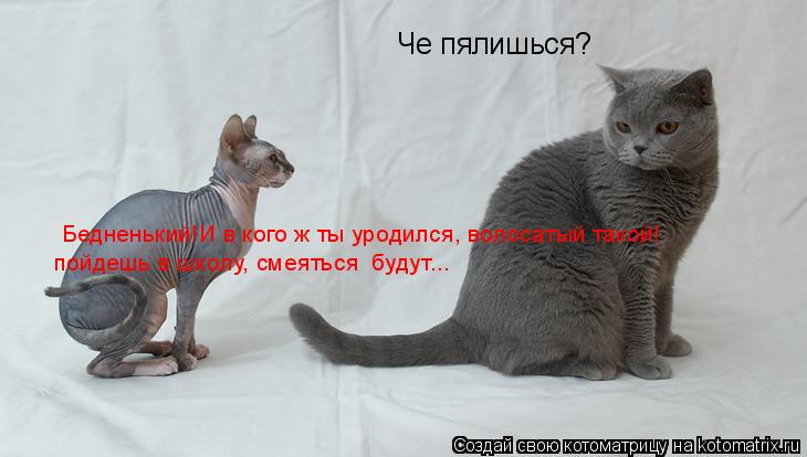 Че пялишься? Бедненький!И в кого ж ты уродился, волосатый такой! пойдешь в школу, смеяться будут...... Котоматрица: Че пялишься? Бедненький!И в кого ж ты уродился, волосатый такой! пойдешь в школу, смеяться будут...