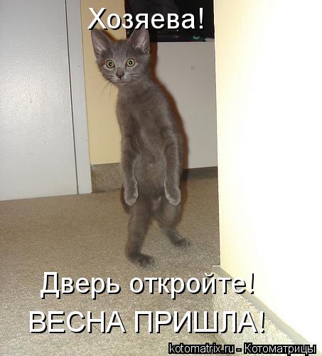 Хозяева! ВЕСНА ПРИШЛА! Дверь откройте!... Котоматрица: Хозяева! ВЕСНА ПРИШЛА! Дверь откройте!