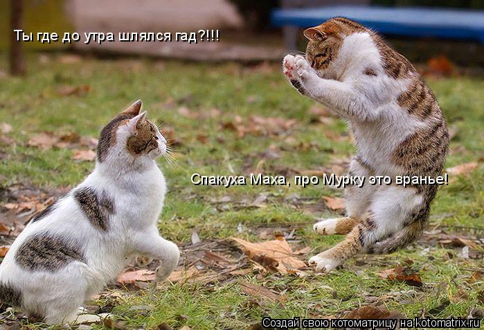 Ты где до утра шлялся гад?!!! Спакуха Маха, про Мурку это вранье!... Котоматрица: Ты где до утра шлялся гад?!!! Спакуха Маха, про Мурку это вранье!