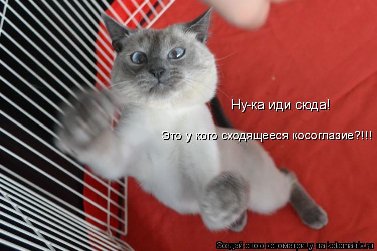 Котоматрица: Ну-ка иди сюда!  Это у кого сходящееся косоглазие?!!!