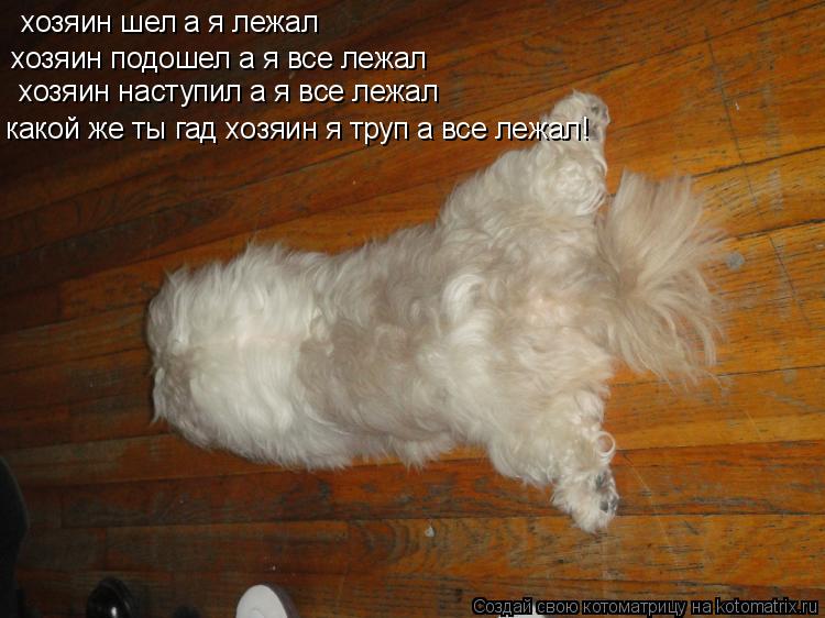 Котоматрица: хозяин шел а я лежал хозяин подошел а я все лежал хозяин наступил а я все лежал какой же ты гад хозяин я труп а все лежал!
