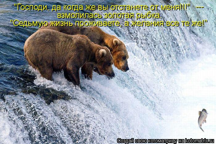 Котоматрица: "Господи, да когда же вы отстанете от меня!!!"  --- взмолилась золотая рыбка. "Седьмую жизнь проживаете, а желания все те же!"