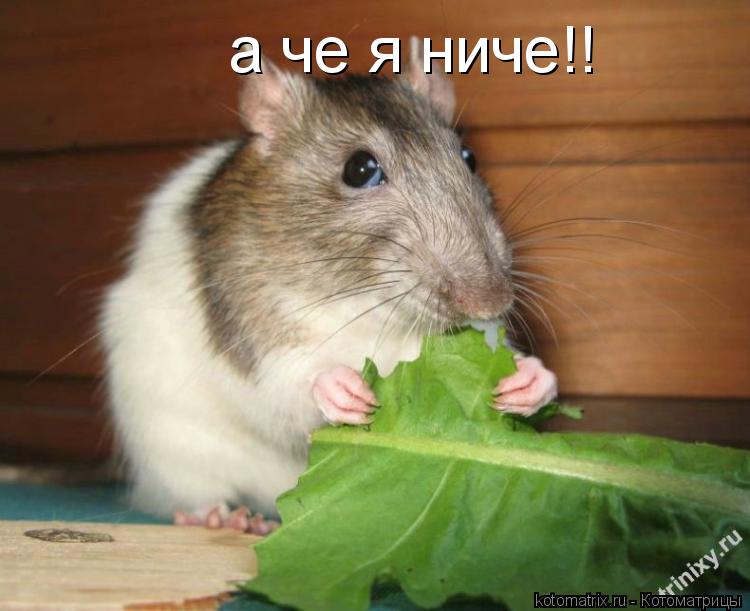 Котоматрица: а че я ниче!!