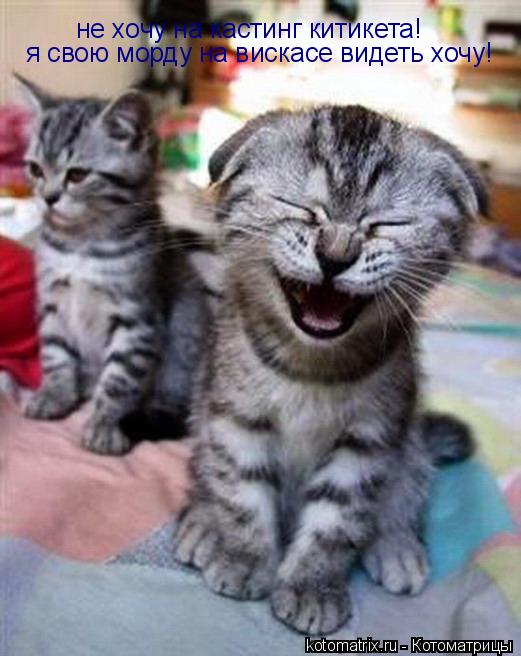 Котоматрица: не хочу на кастинг китикета! я свою морду на вискасе видеть хочу!