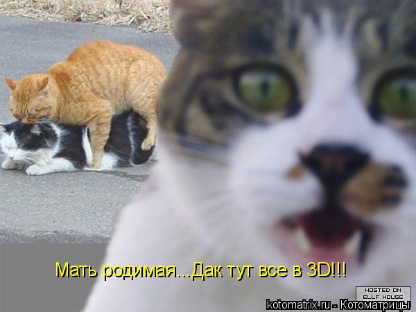 Котоматрица: Мать родимая...Дак тут все в 3D!!!
