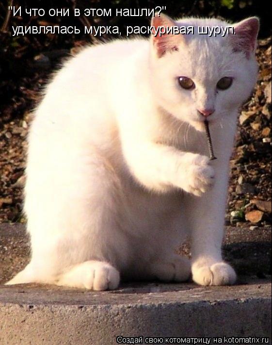 Котоматрица: "И что они в этом нашли?" удивлялась мурка, раскуривая шуруп.