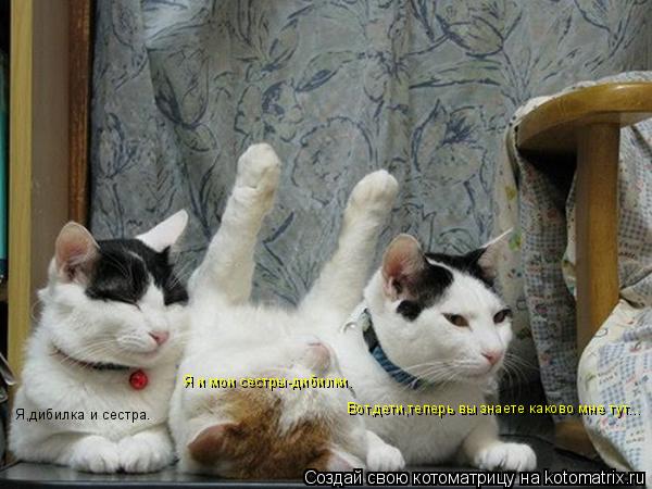Котоматрица: Я и мои сестры-дибилки. Я,дибилка и сестра. Вот,дети,теперь вы знаете каково мне тут...