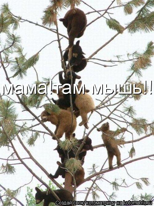 Котоматрица: мама!там мышь!!!