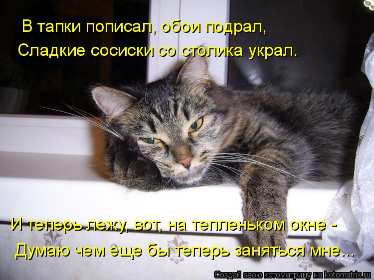 Котоматрица: Думаю чем еще бы теперь заняться мне... И теперь лежу, вот, на тепленьком окне -  Сладкие сосиски со столика украл. В тапки пописал, обои подрал