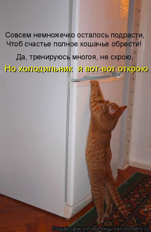 Котоматрица: Совсем немножечко осталось подрасти, Чтоб счастье полное кошачье обрести! Да, тренируюсь многоя, не скрою, Но холодильник  я вот-вот открою !