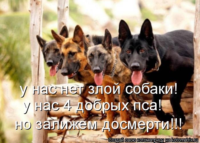 у нас нет злой собаки! у нас 4 добрых пса! но залижем досмерти!!!... Котоматрица: у нас нет злой собаки! у нас 4 добрых пса! но залижем досмерти!!!