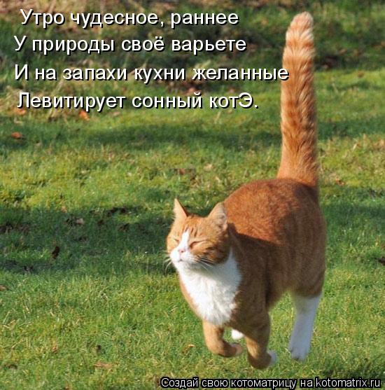 Котоматрица: Утро чудесное, раннее У природы своё варьете И на запахи кухни желанные Левитирует сонный котЭ.