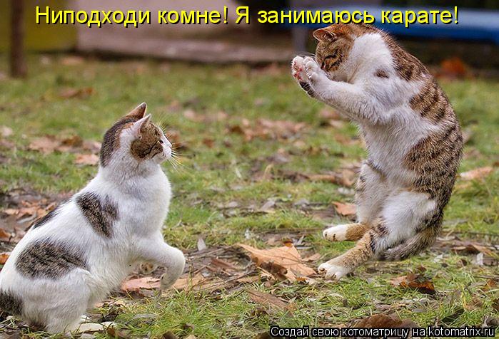 Ниподходи комне! Я занимаюсь карате!... Котоматрица: Ниподходи комне! Я занимаюсь карате!