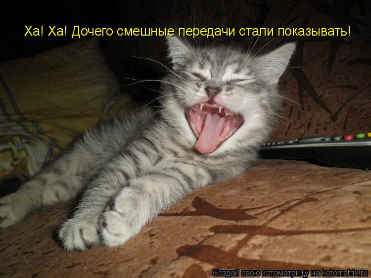 Ха! Ха! Дочего смешные передачи стали показывать!... Котоматрица: Ха! Ха! Дочего смешные передачи стали показывать!