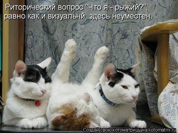 Риторический вопрос "Что я - рыжий?", равно как и визуальнй, здесь неуместен.... Котоматрица: Риторический вопрос "Что я - рыжий?", равно как и визуальнй, здесь неуместен.