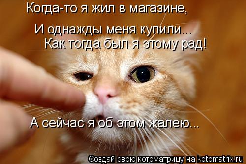 Котоматрица: Когда-то я жил в магазине,  И однажды меня купили... Как тогда был я этому рад! А сейчас я об этом жалею...