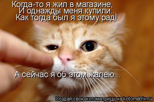 Котоматрица: Когда-то я жил в магазине, И однажды меня купили... Как тогда был я этому рад! А сейчас я об этом жалею...