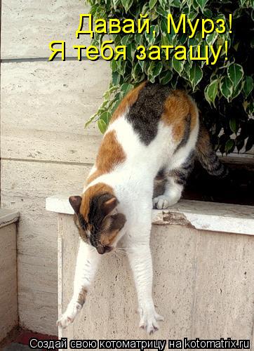 Котоматрица: Давай, Мурз!  Я тебя затащу!
