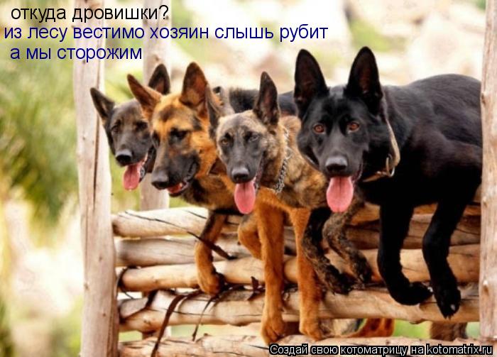 Котоматрица: откуда дровишки? из лесу вестимо хозяин слышь рубит  а мы сторожим