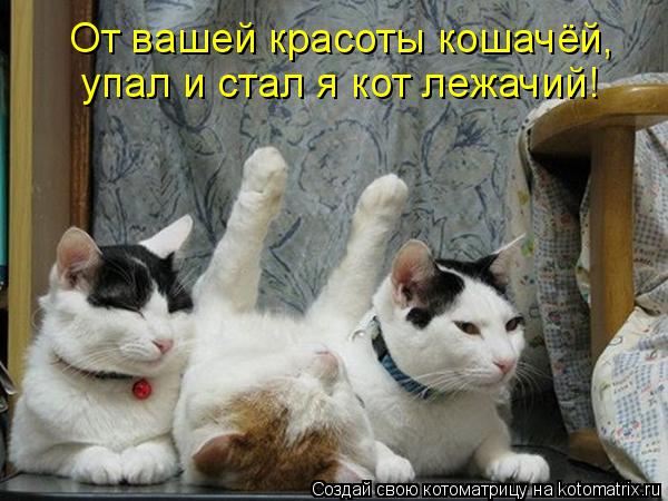 Котоматрица: От вашей красоты кошачёй, упал и стал я кот лежачий!