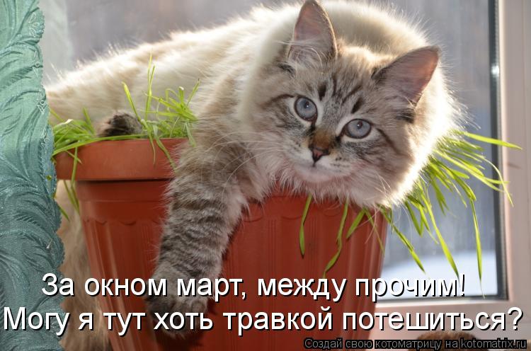 Котоматрица: Могу я тут хоть травкой потешиться? За окном март, между прочим!