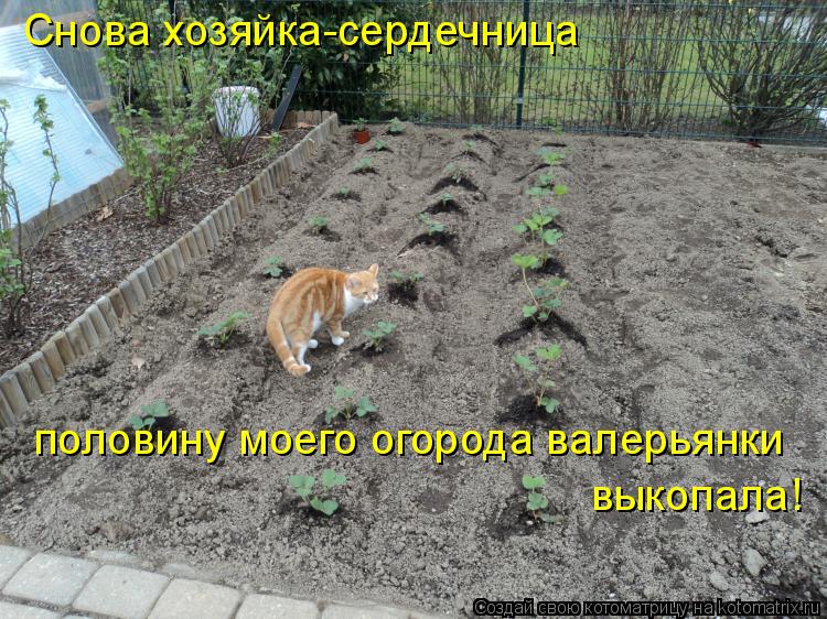 Котоматрица: Снова хозяйка-сердечница  половину моего огорода валерьянки  выкопала!