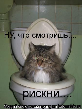 Котоматрица: НУ, что смотришь.... рискни....