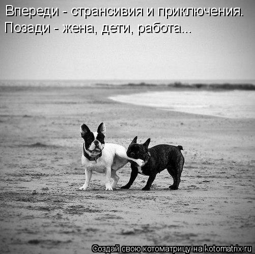Котоматрица: Впереди - странсивия и приключения. Позади - жена, дети, работа...