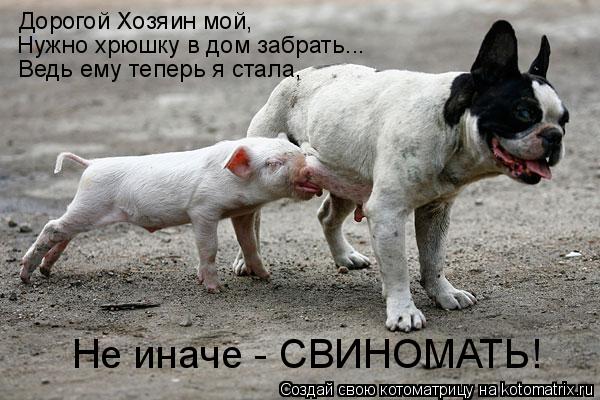Котоматрица: Дорогой Хозяин мой, Нужно хрюшку в дом забрать... Ведь ему теперь я стала, Не иначе - СВИНОМАТЬ!