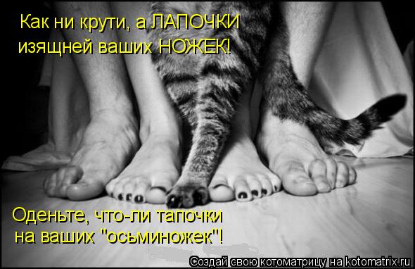 Котоматрица: Как ни крути, а ЛАПОЧКИ  изящней ваших НОЖЕК! Оденьте, что-ли тапочки  на ваших "осьминожек"!