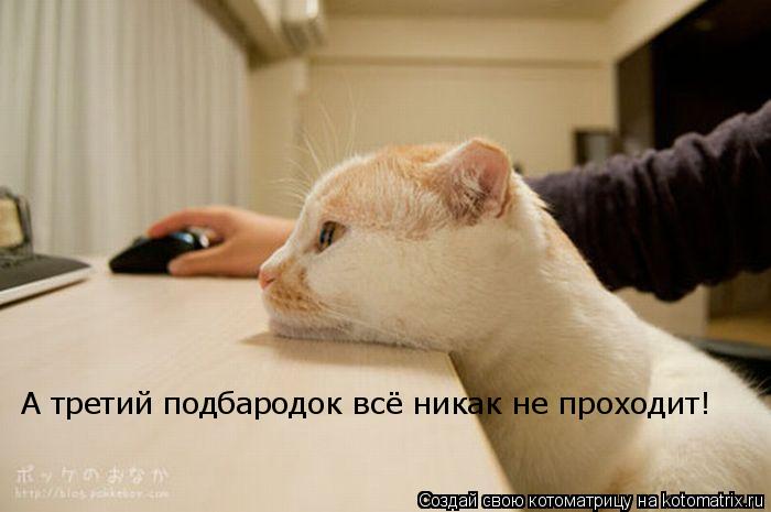 Котоматрица: А третий подбародок всё никак не проходит!